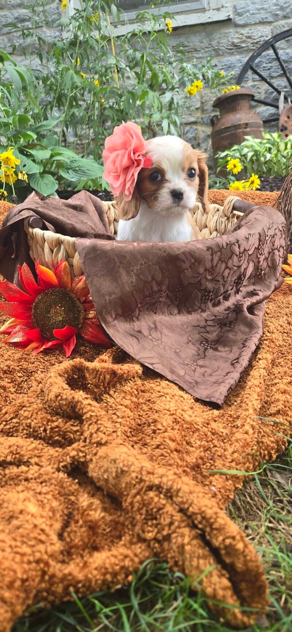 Cavalier Phoebe $810