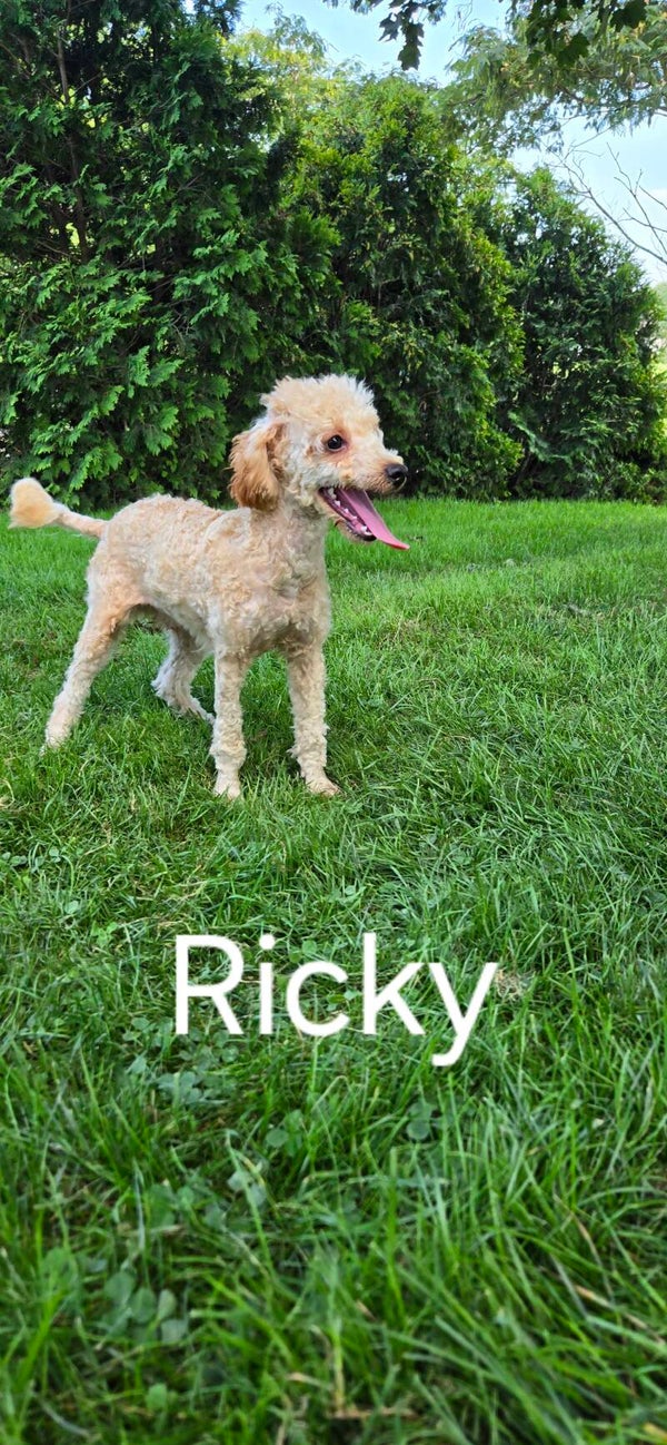 Ricky