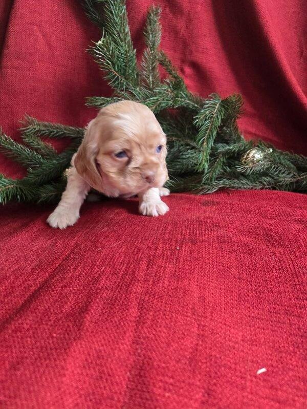 Cocker Spaniel Holly