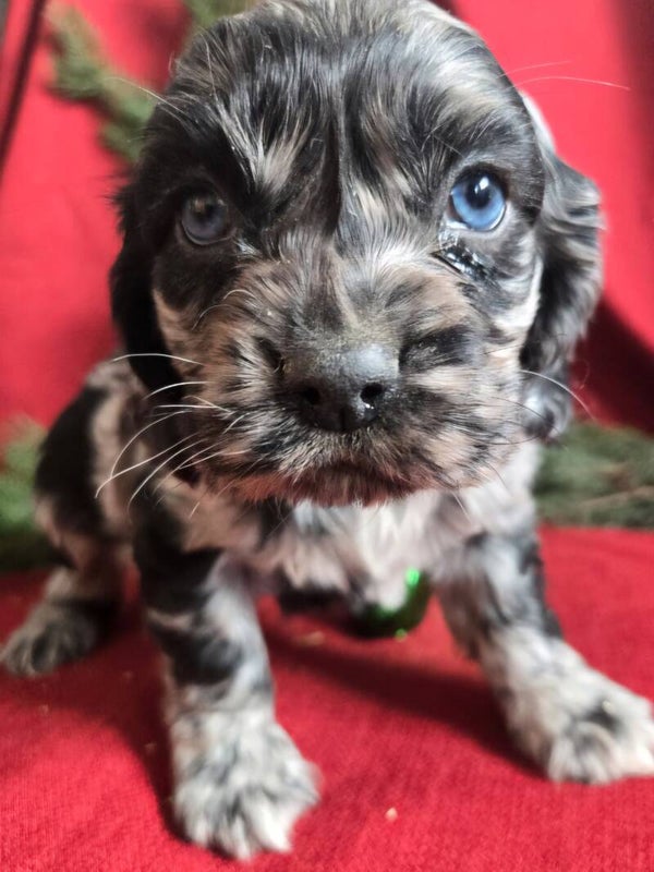 Cocker Spaniel Jolly