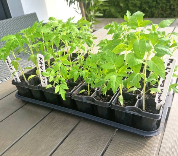 TACKA 43,6 cm x 28,5 cm