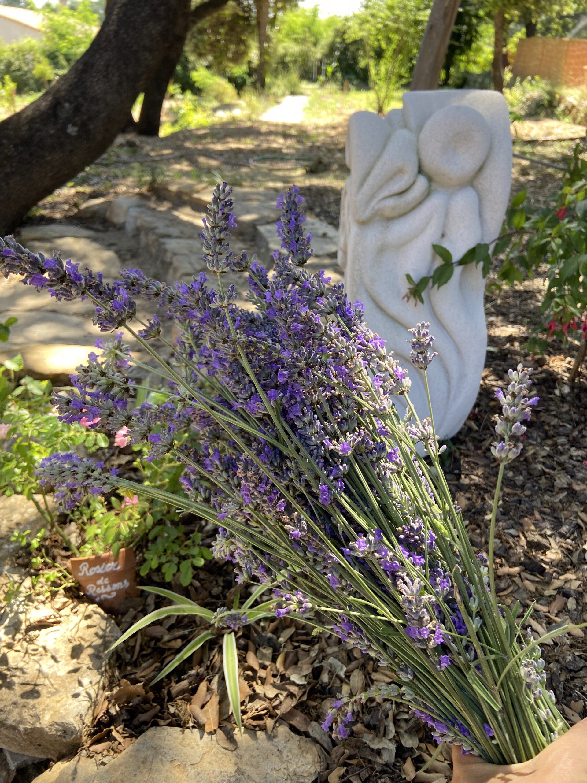 Notre merveilleuse lavande 