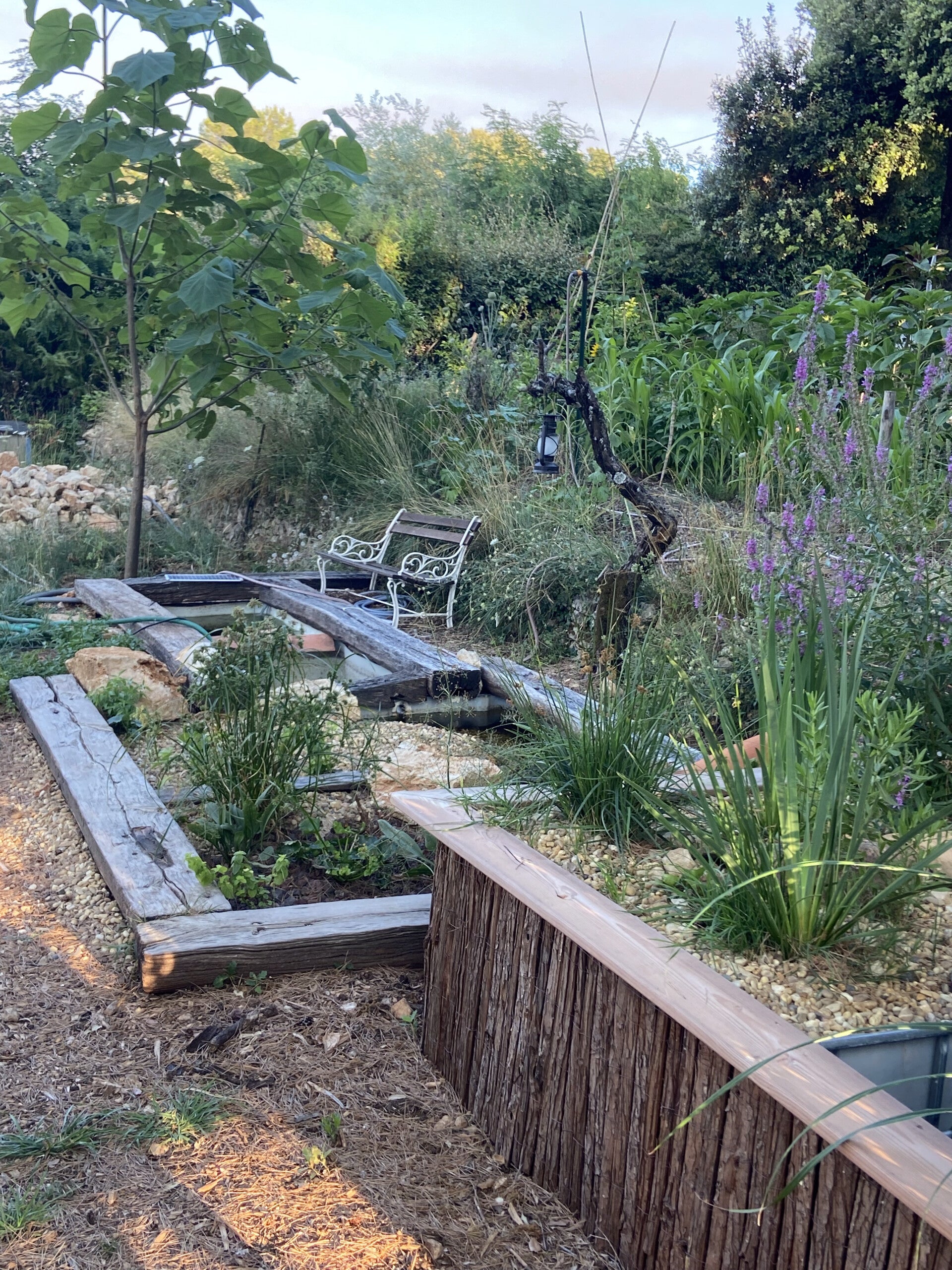 Notre système de phyto-épuration