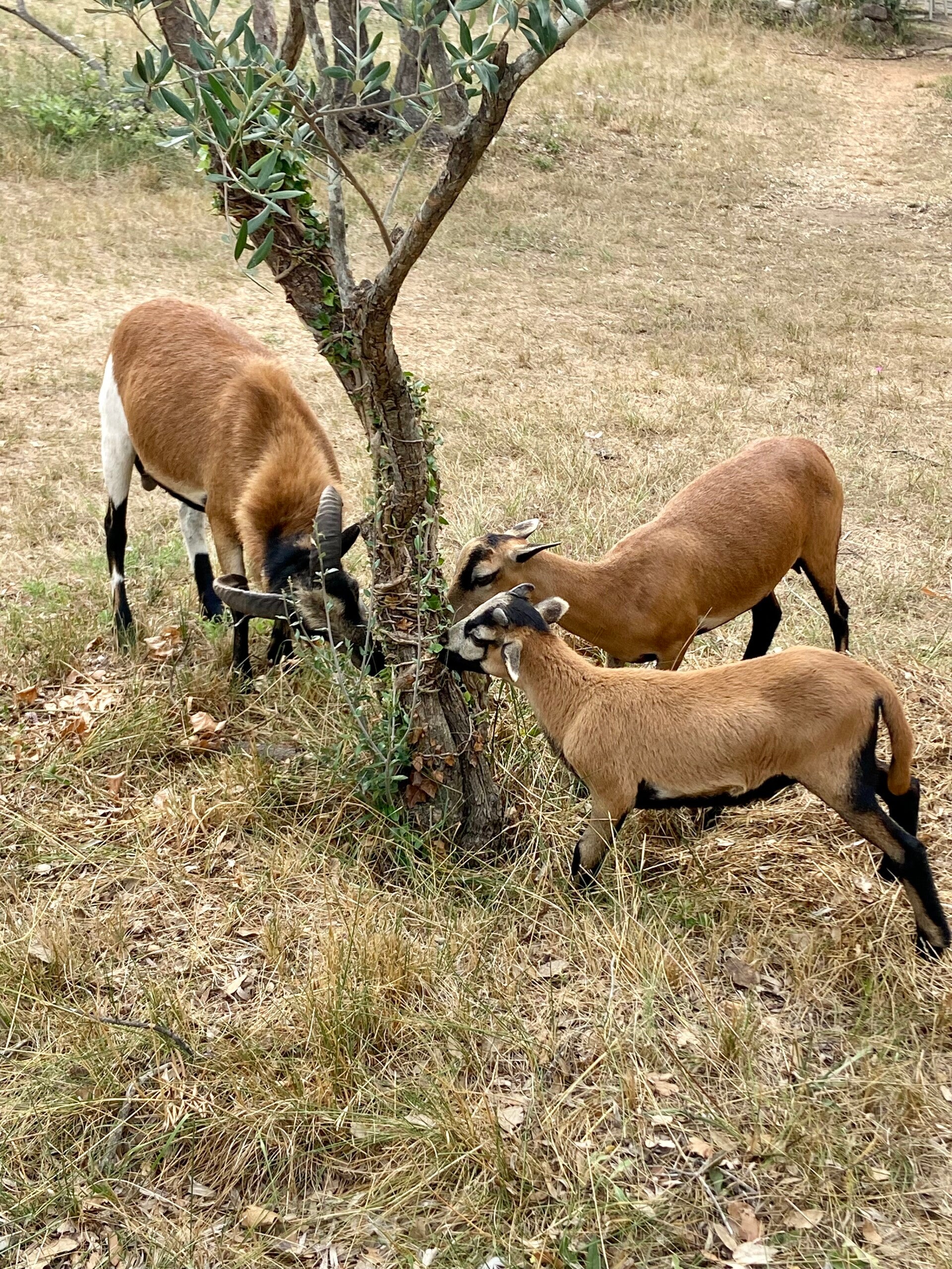 Notre troupeau de Djallonké