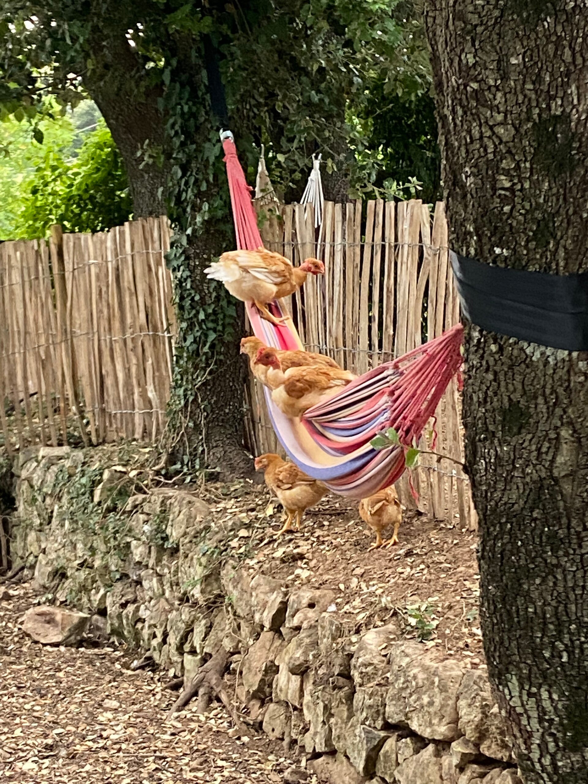 Détente compléte... même pour les poules