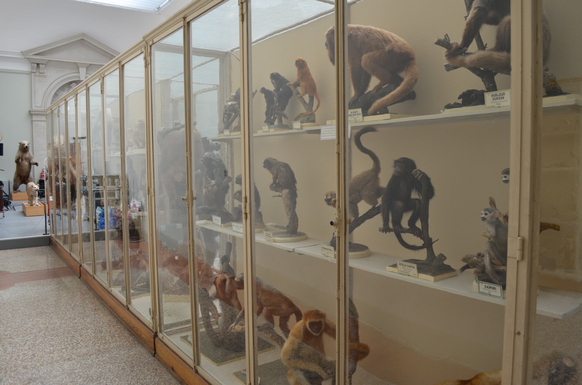 Musée de zoologie de Lausanne