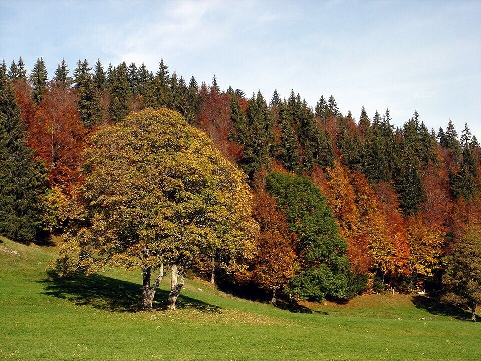 Prairie naturelle sur les hauteurs