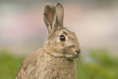 Lapin de garenne