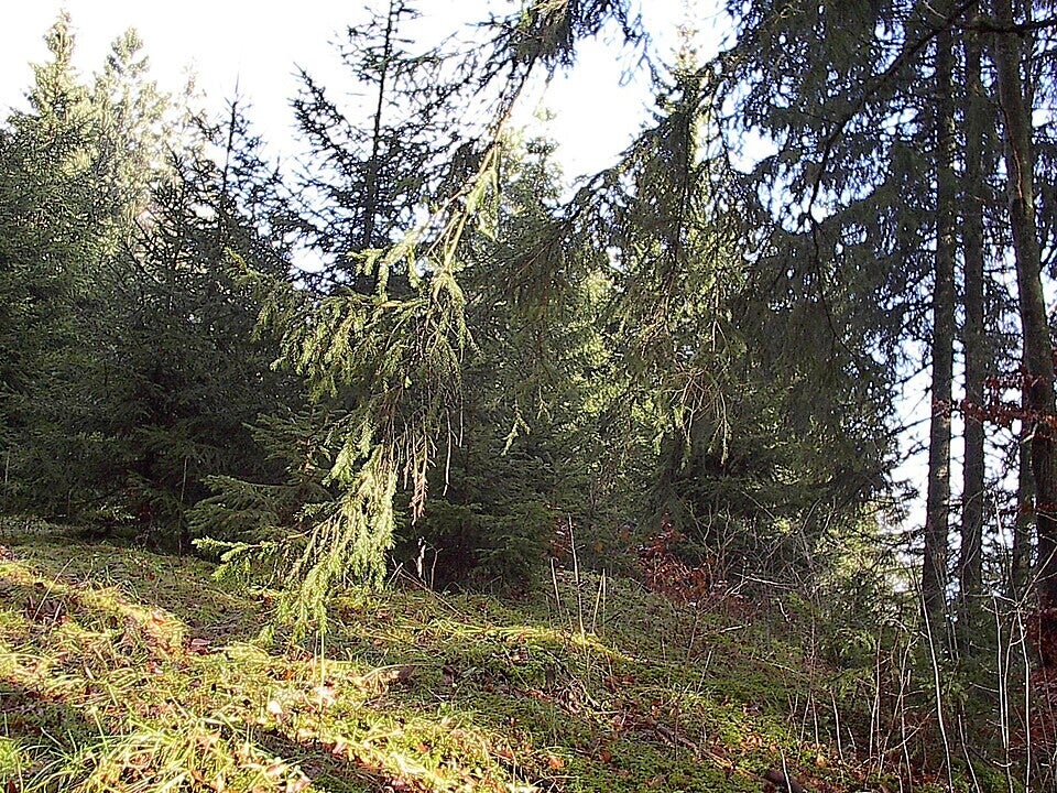 Forêt humide préservée