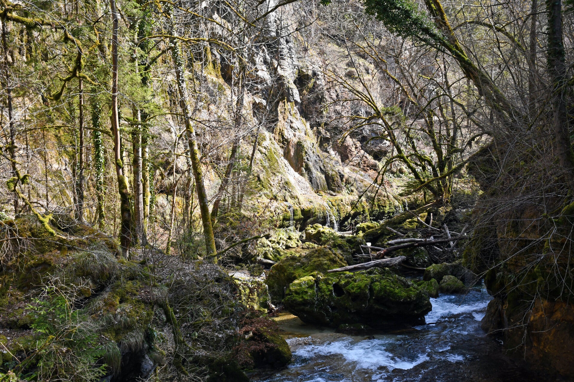 Cascade jaillissant dans des gorges boisées