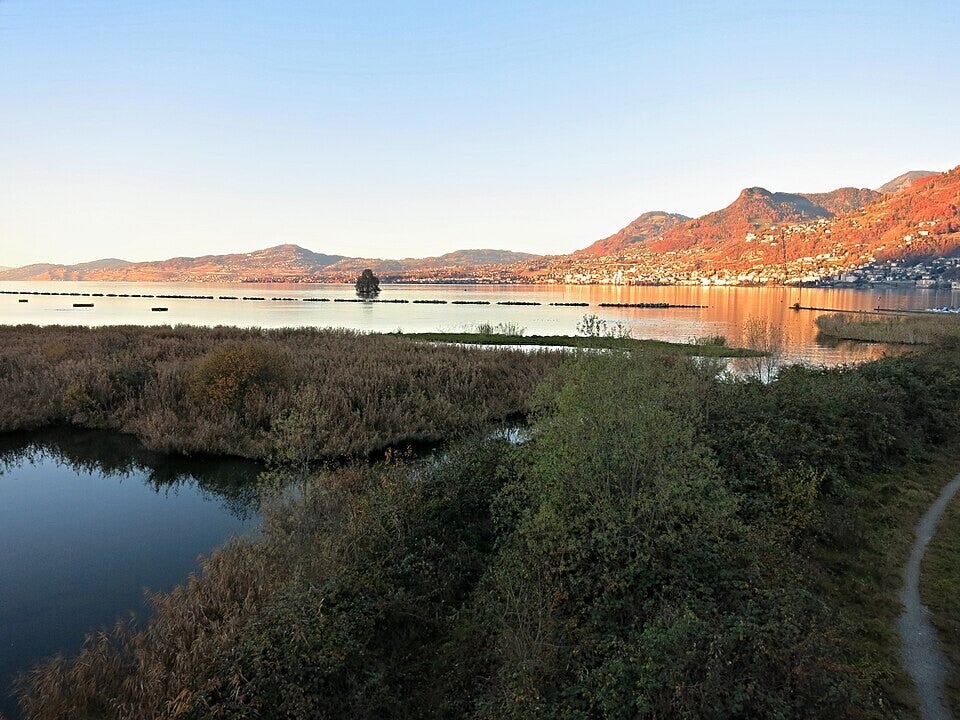Roselière au bord d’un lac