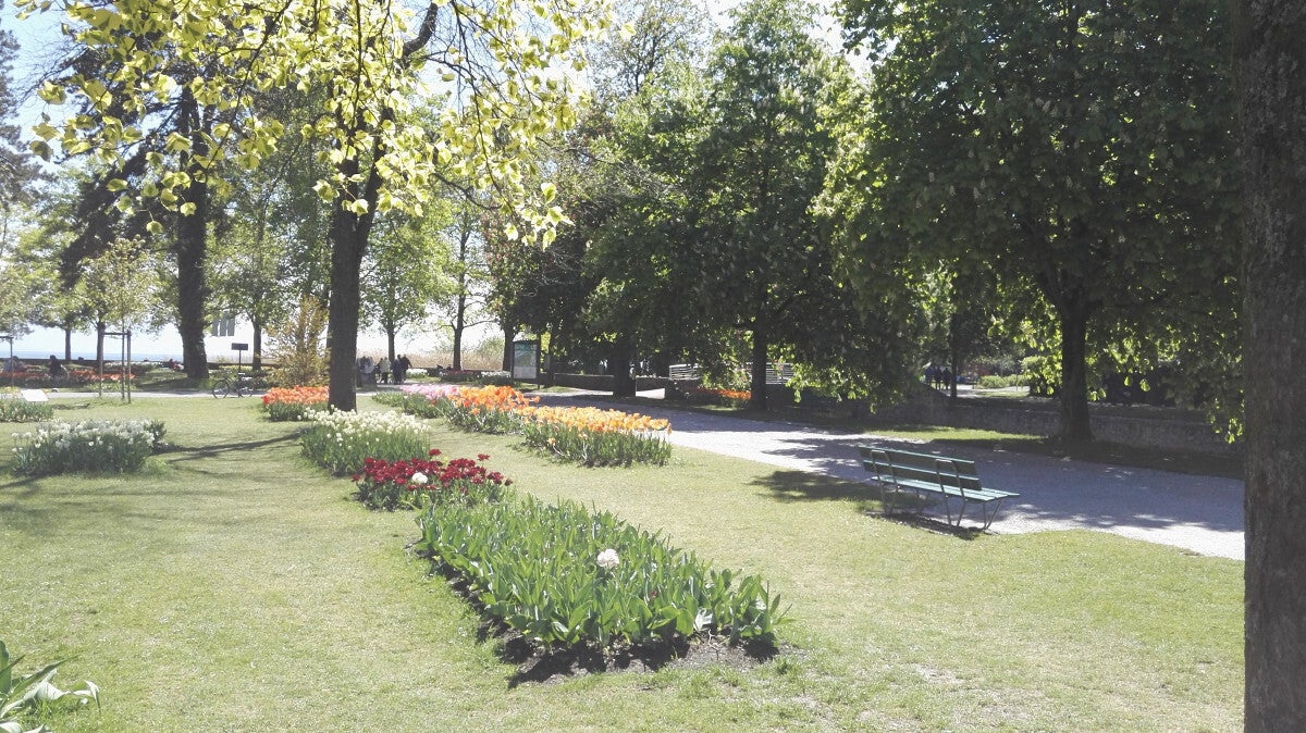 Fleurs colorées dans un jardin paysager
