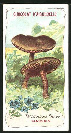 Sammelbild-Chocolat-d-Aiguebelle-Pilz-Tricholome-Fauve-Mauvais.jpg