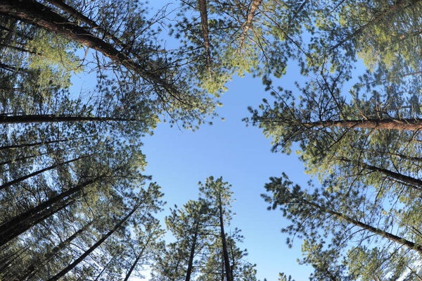 Looking Up