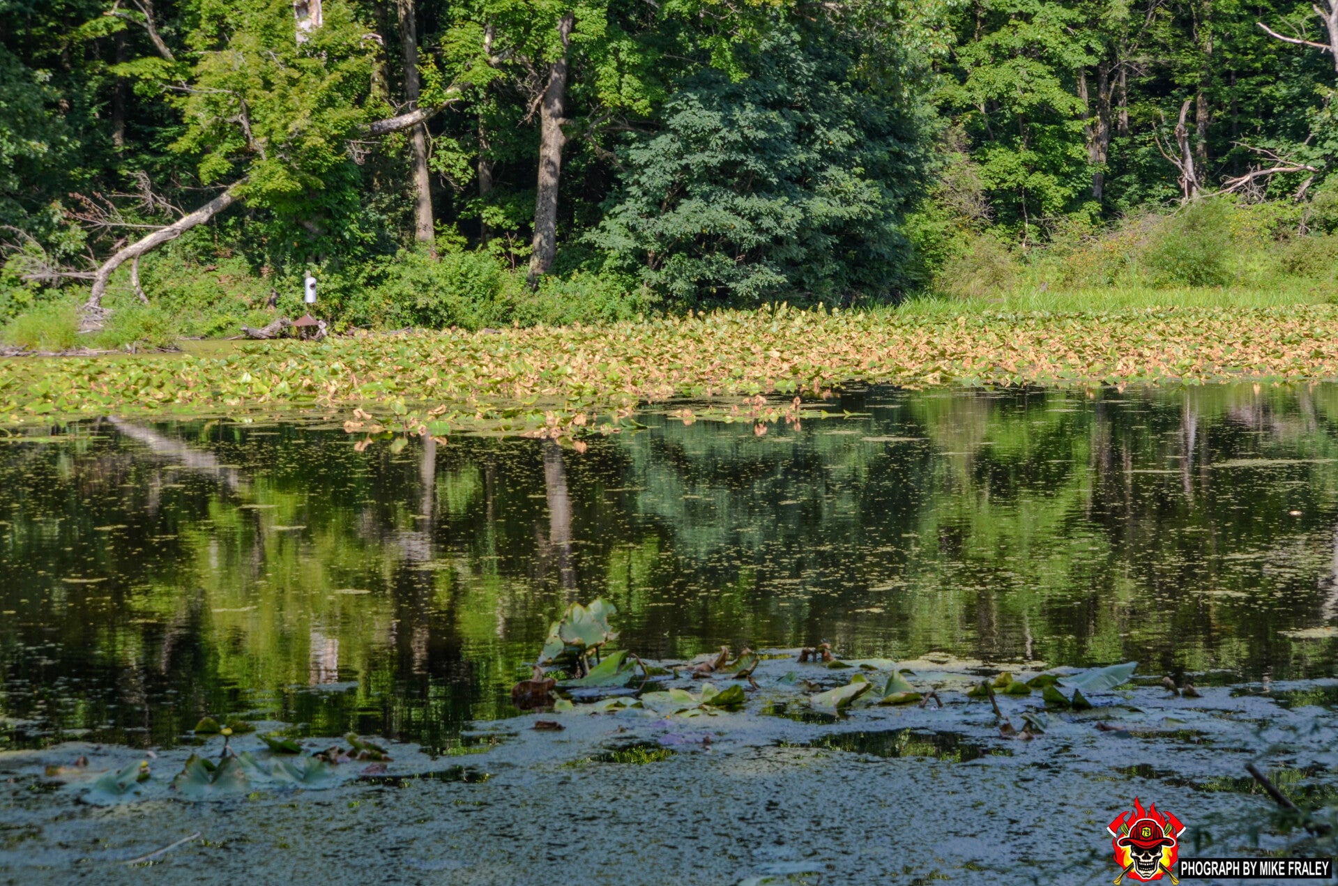 Beaver Pond