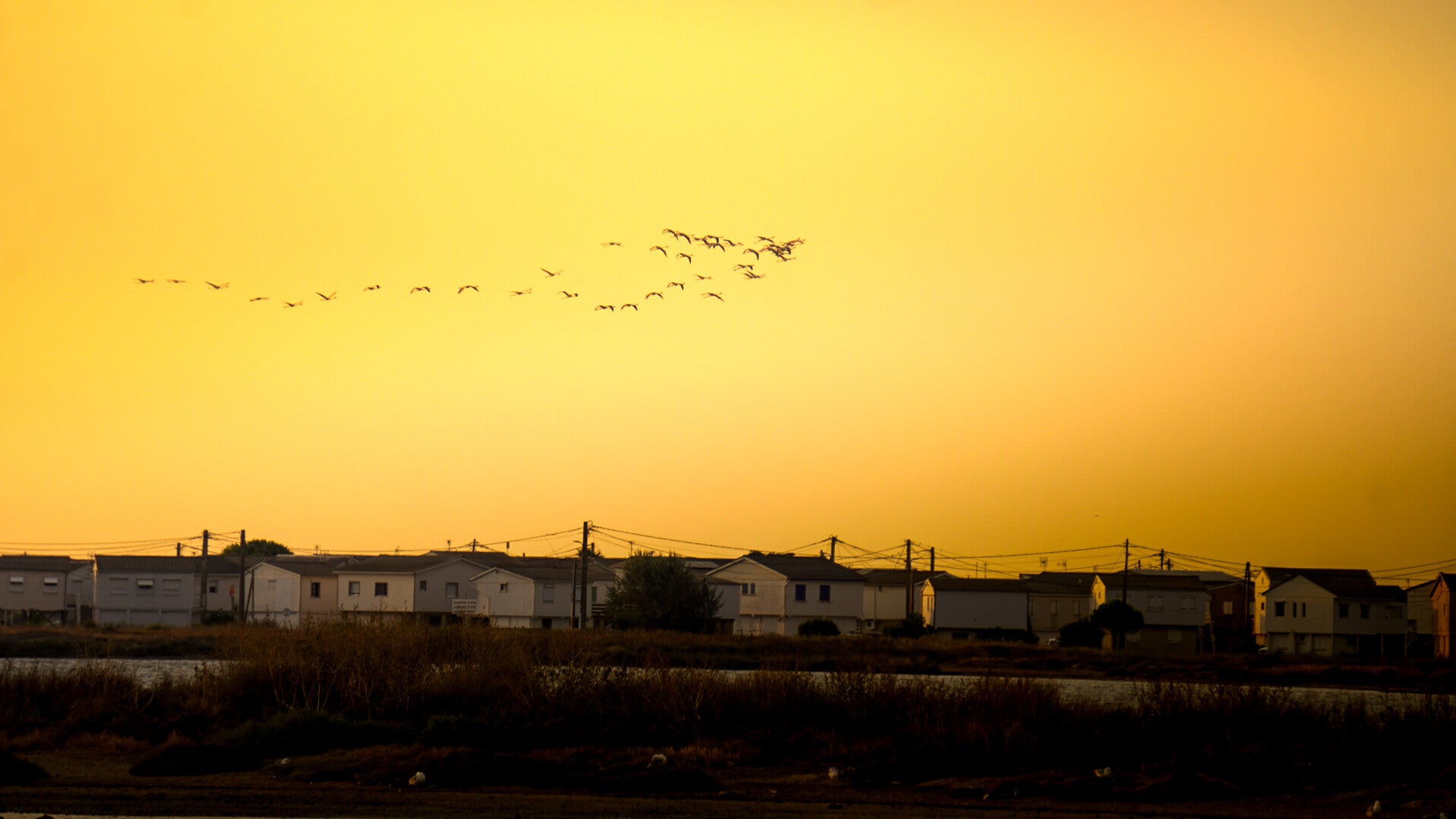 ENVOL DE FLAMANTS SUR LES CHALETS (11)