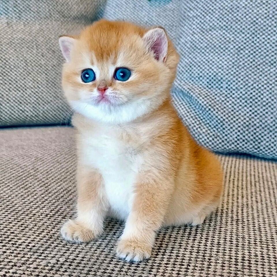 Brits korthaar kitten
