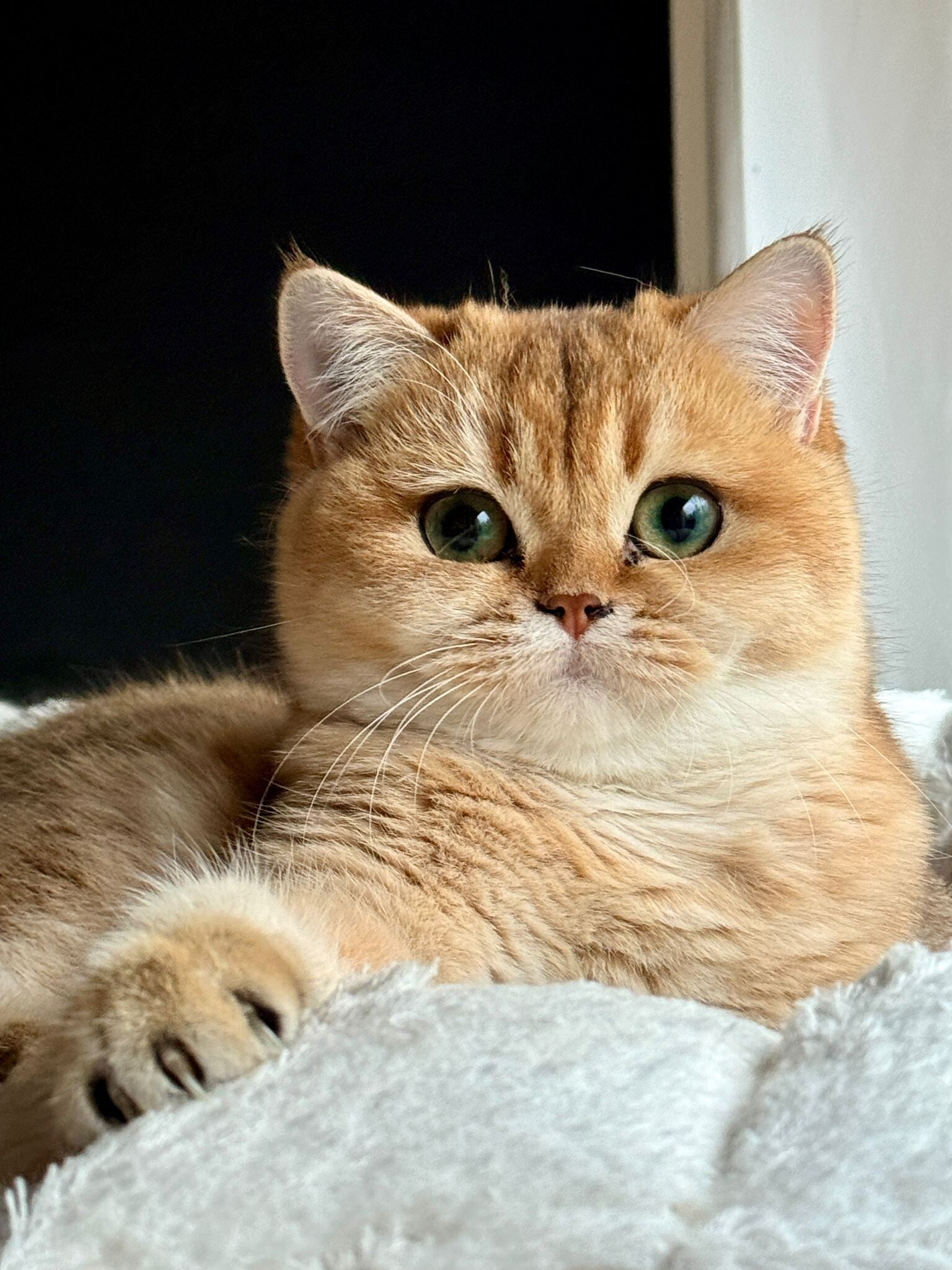 Mooie kat