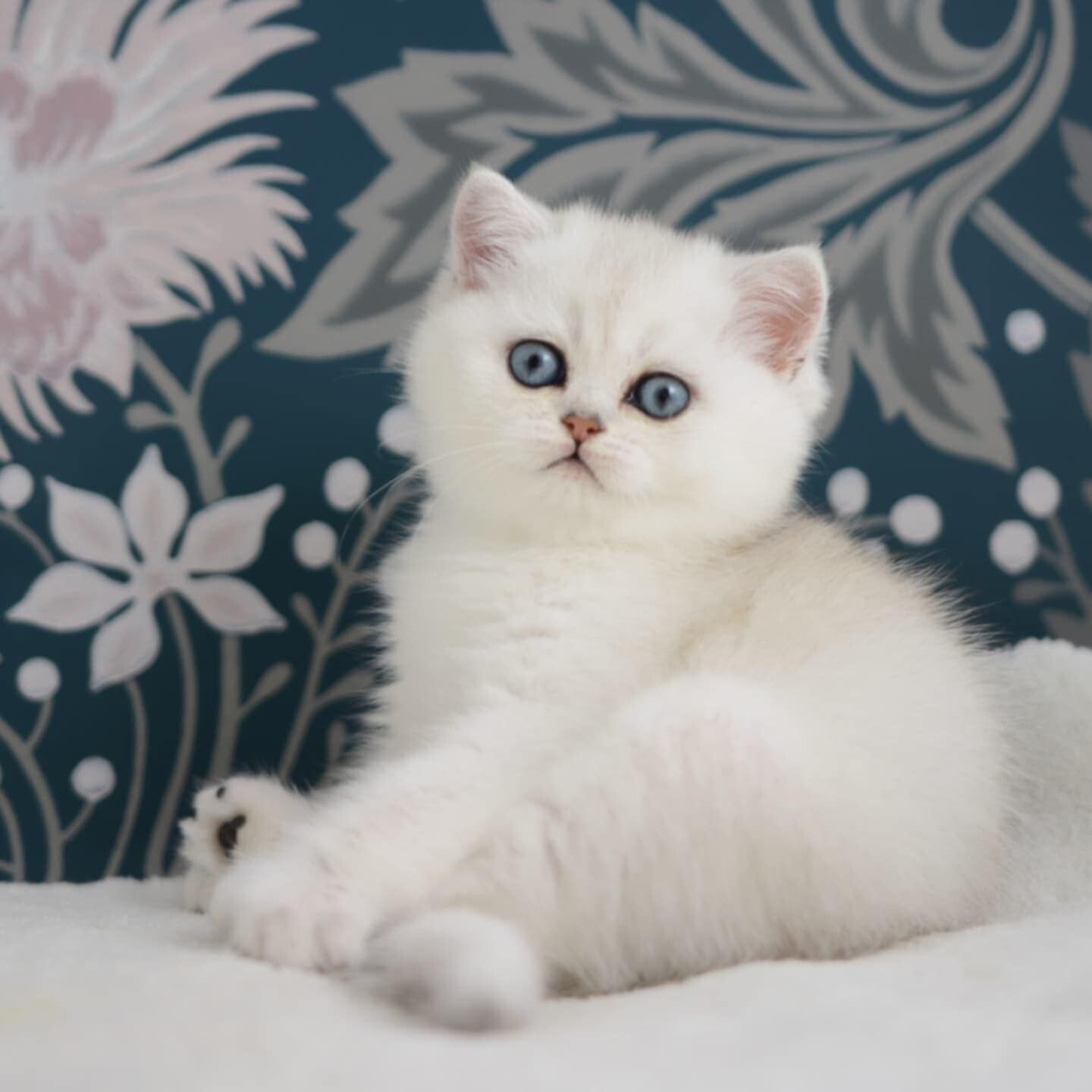 Brits korthaar kitten