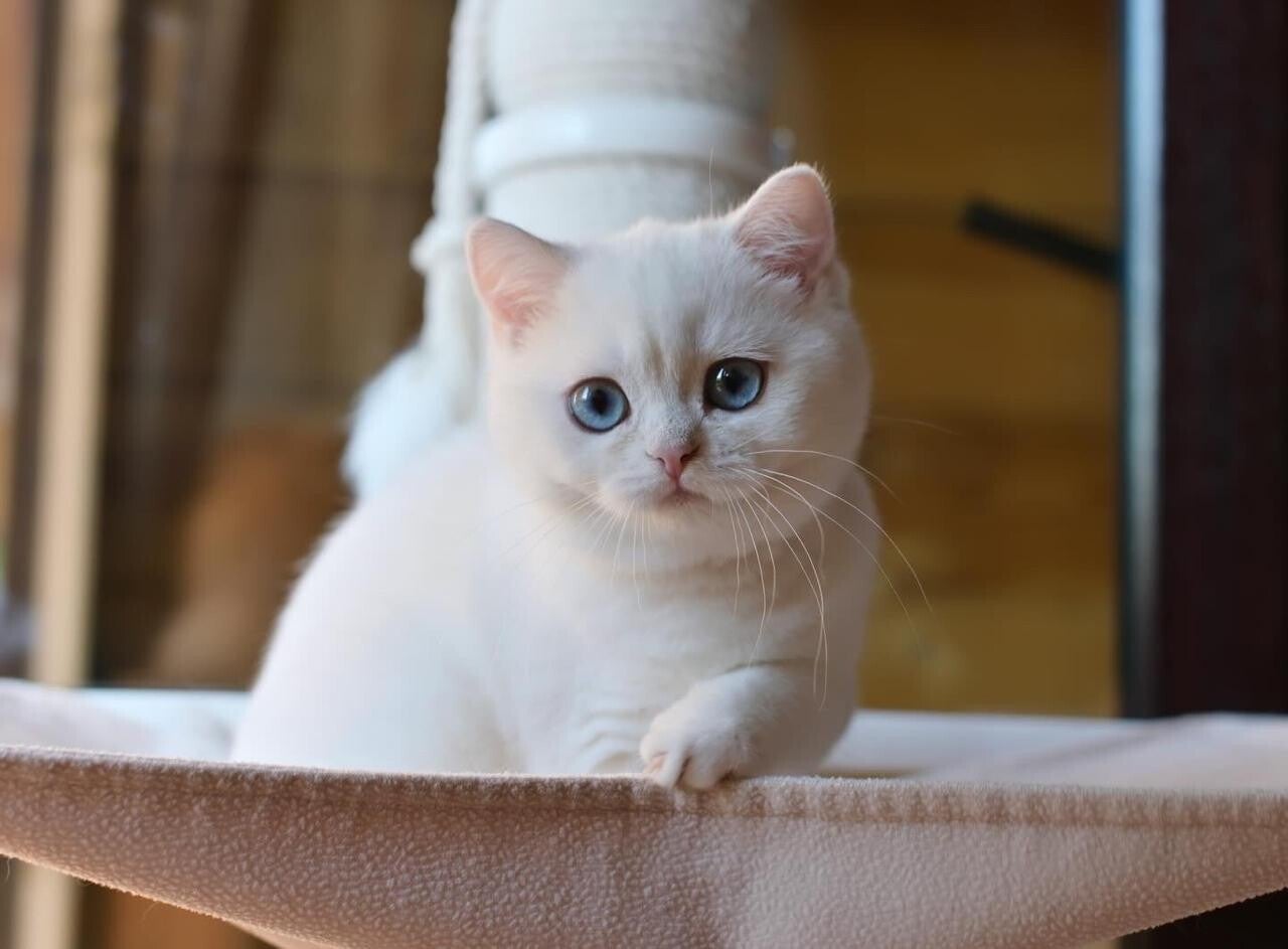 Kitten te koop