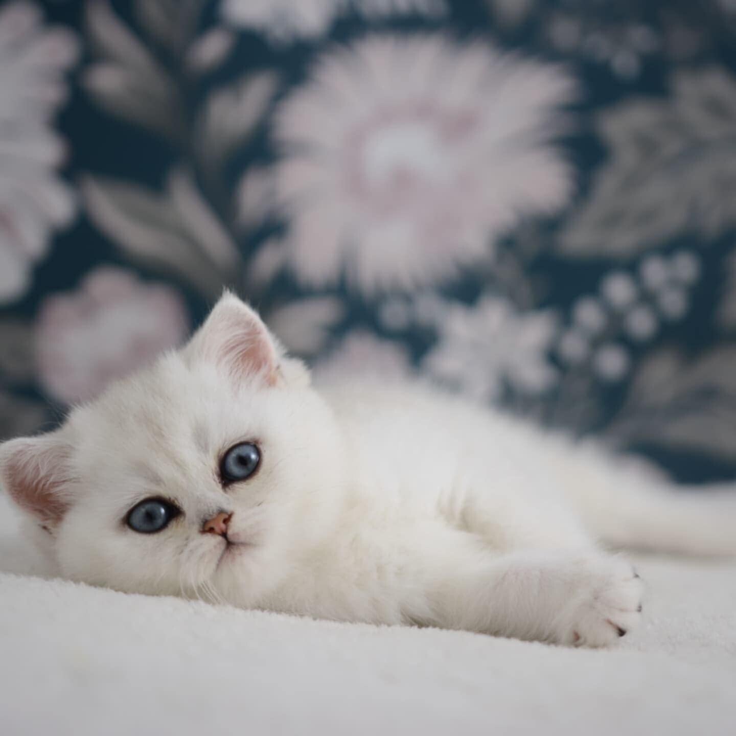 Brits korthaar kitten