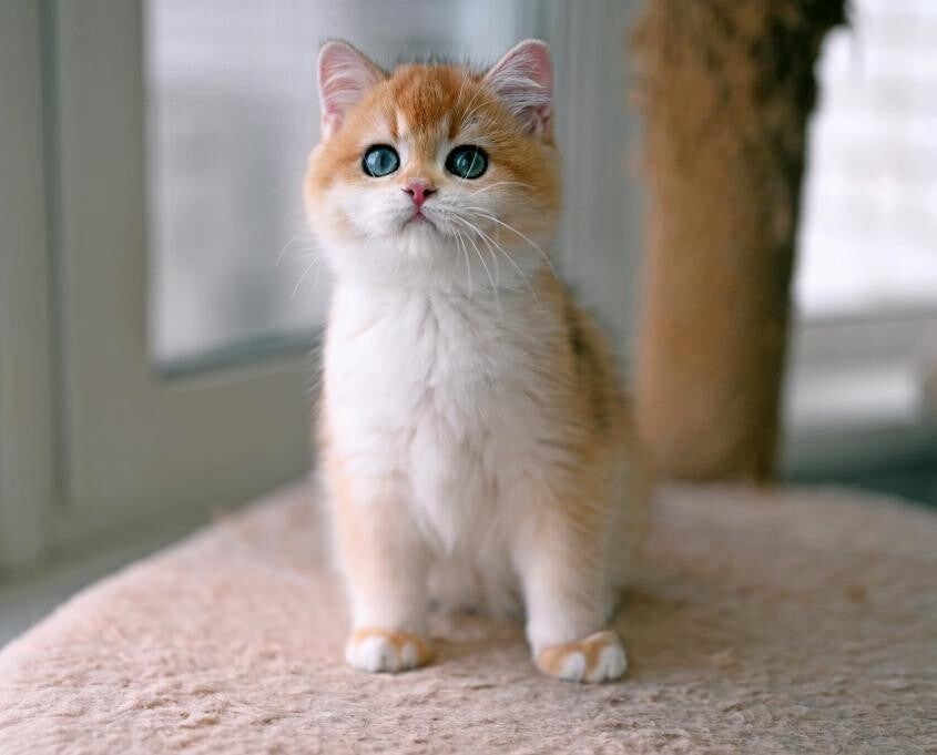 Brits korthaar kitten