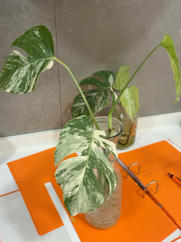 Monstera Albo