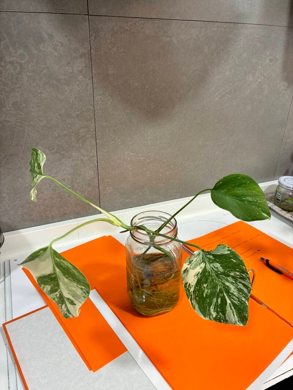 Monstera Albo
