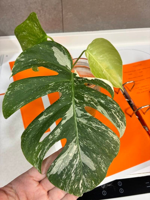 Monstera Albo