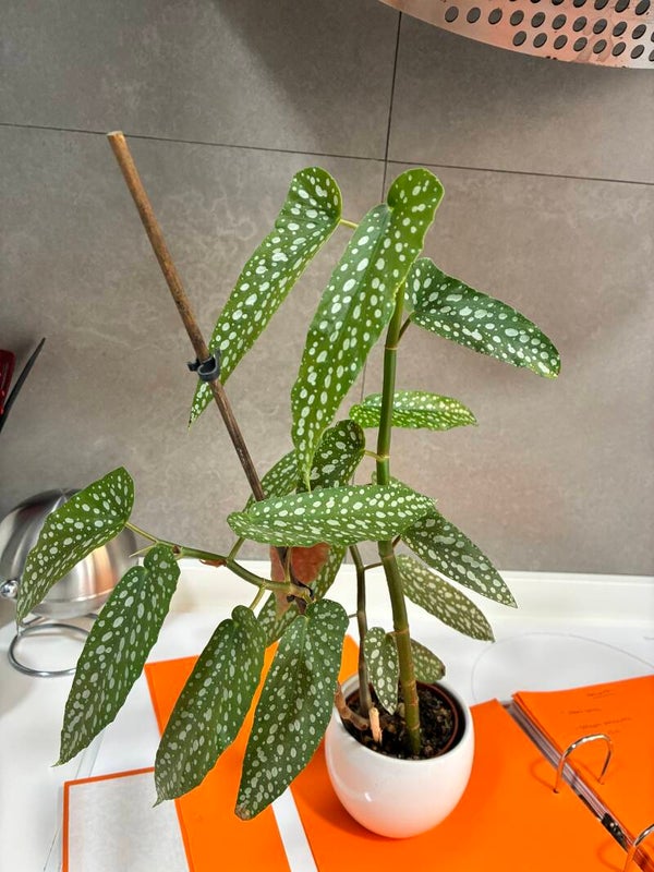 Begonia maculata