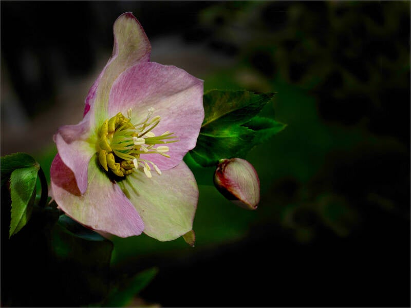 02 helleborus_felix_anthoon