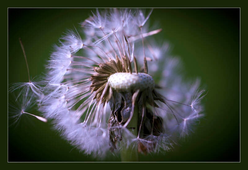 2. pluizenbol_gaby frederickx