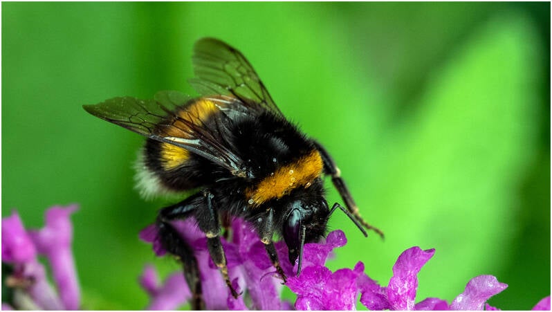 2_hommel_dirk deflem