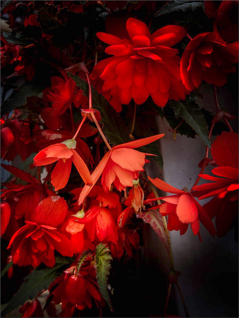 3_hangbegonia_felix anthoon