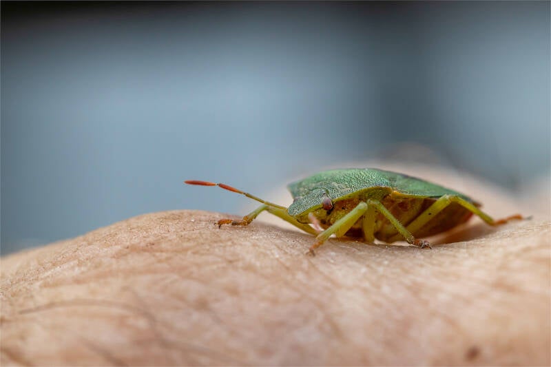 3_groene stinkwants_felix anthoon