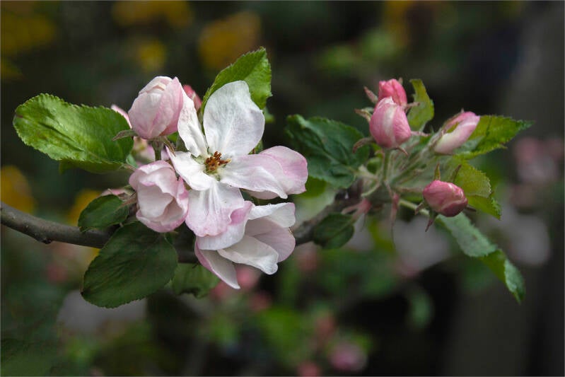 appelbloesem_felix anthoon
