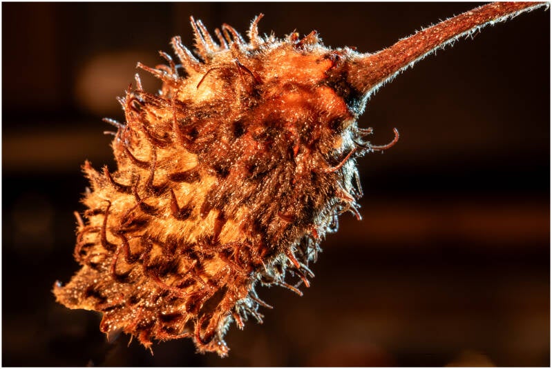 beukenvrucht_dirk deflem