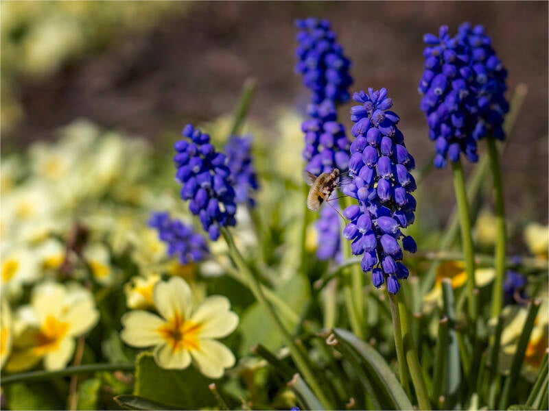 blauwe druifjes_felix anthoon