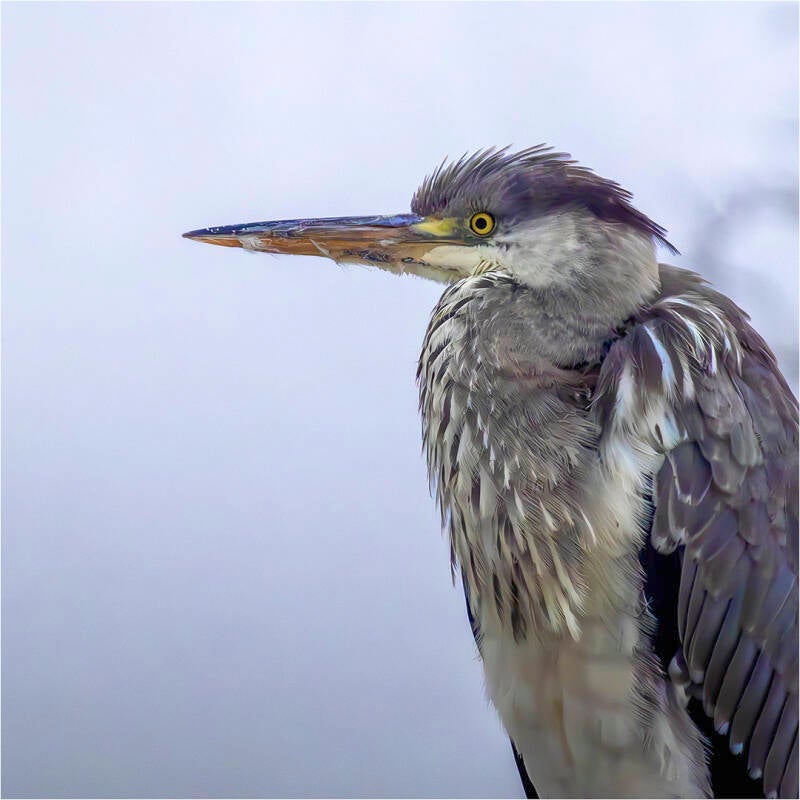 blauwe reiger_felix anthoon