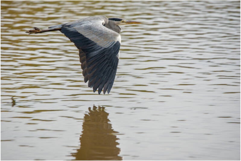 blauwe reiger_paul van nylen