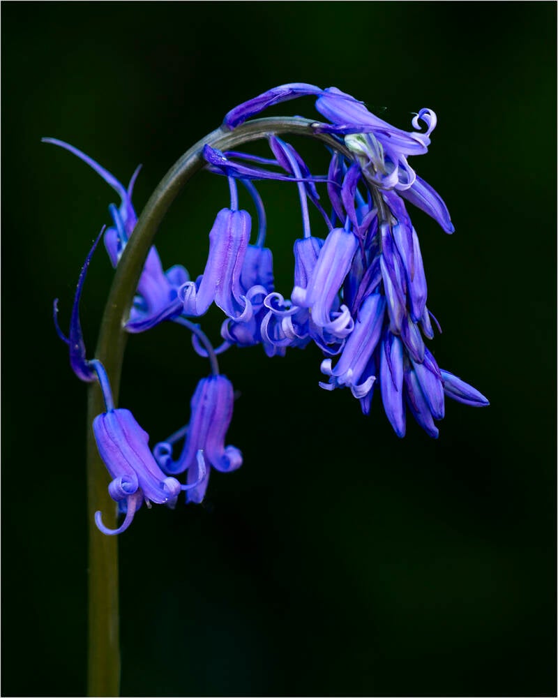 bluebell_renilde vos
