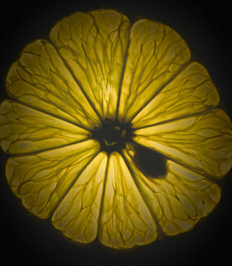 citoenparasol_jan berckmans