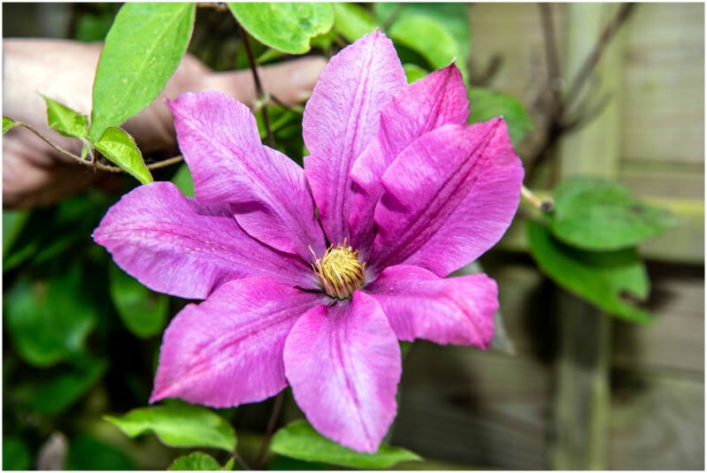 clematis_dirk deflem