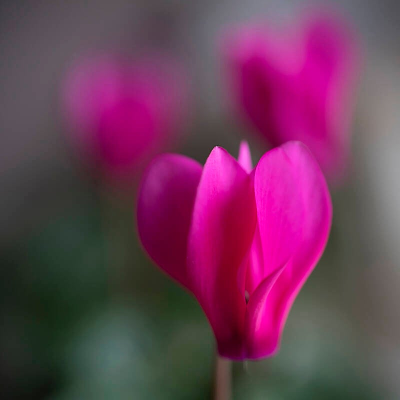 cyclamen_renilde vos