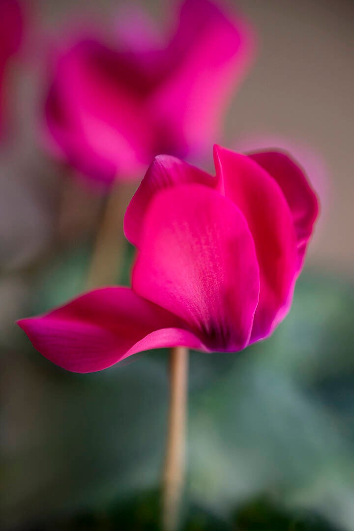 cyclamen_renilde vos