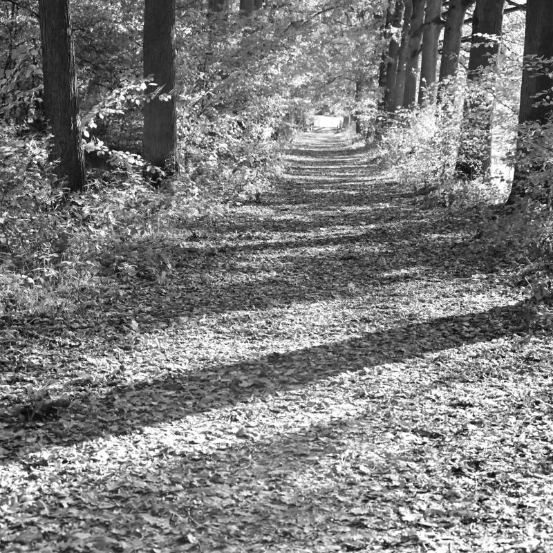 de bomen van horst_nancy janssens
