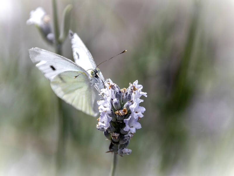 frontaal_felix anthoon