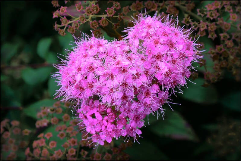 groen rose_françois dewit