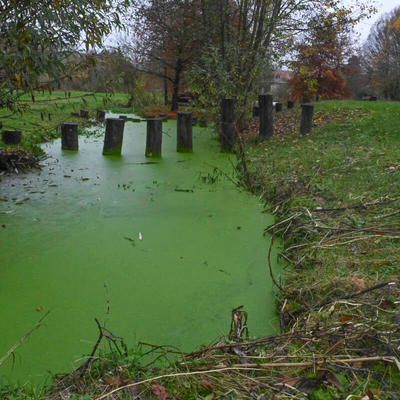 groene plas_nancy janssens