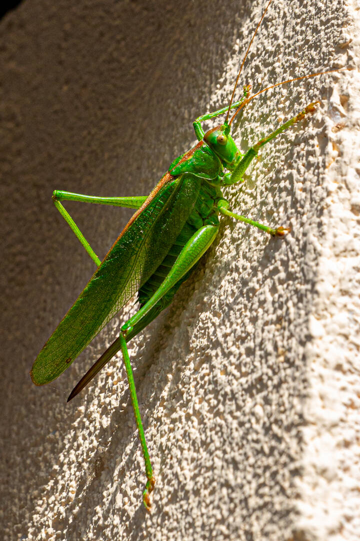 grote groene sabelsprinkhaan_eric simons